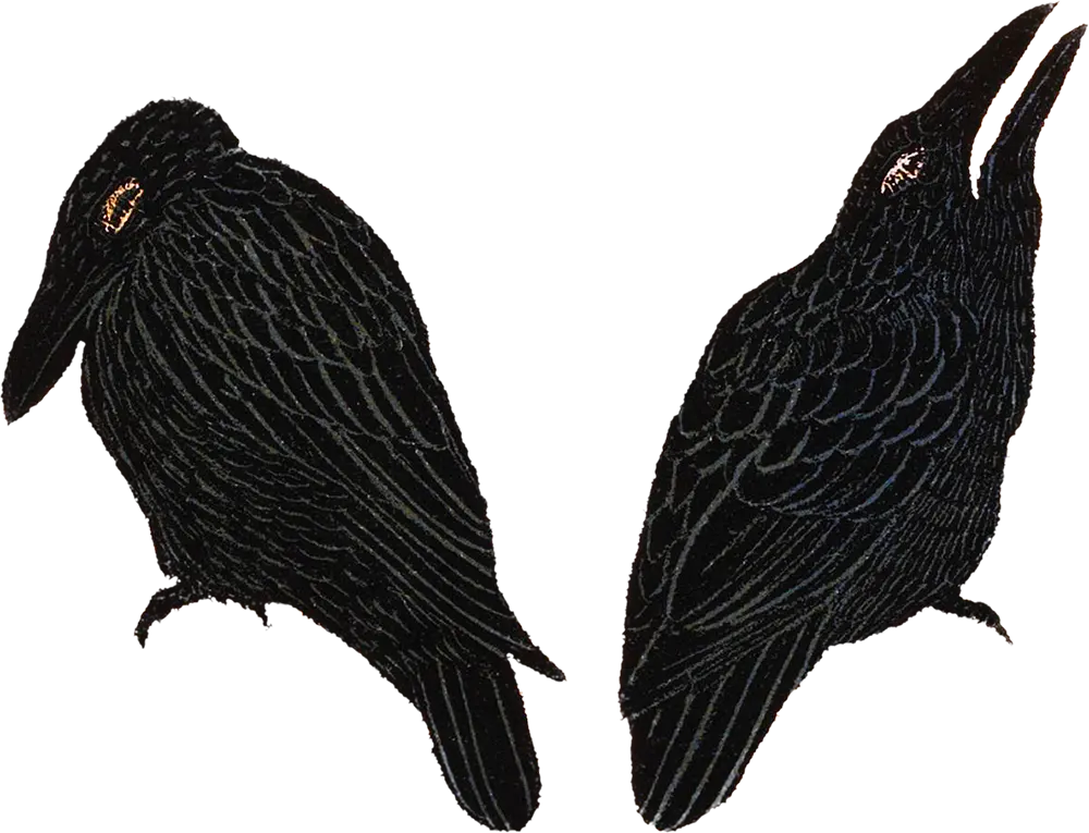 Vintage illustration of ravens